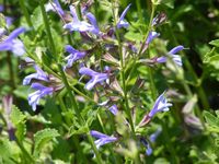 Salvia chamelaeagnea x scabra
